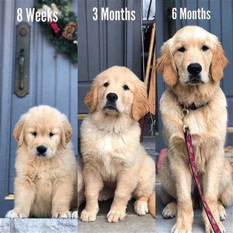 Raising Your Golden Retriever Puppy to Adulthood: Weight Growth Chart