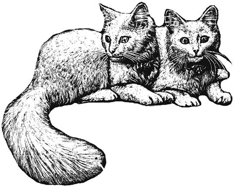 Two Cats Clipart Black and White - Keon-has-Powell