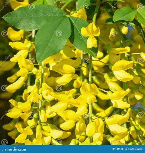 Common Laburnum Laburnum Anagyroides Stock Image - Image of outdoor, flower: 131616119