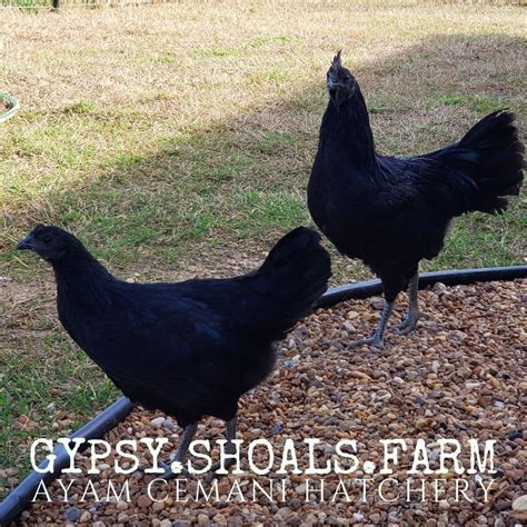 Ayam Cemani Breeding Show Quality Poultry For Sale | Gypsy Shoals Farm