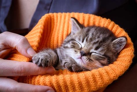 Kucing Tidur Terus – Penjelasan Lengkap - Blog Sukapets