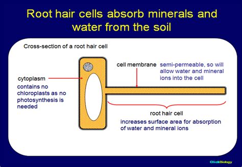 Root Hair Cell Labelled Diagram Gcse