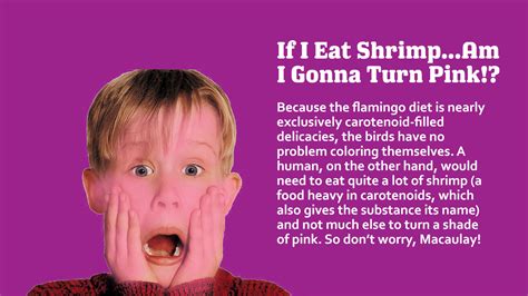 Flamingos...Explained! pg4
