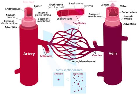 Vascular resistance definition, systemic vascular resistance ...