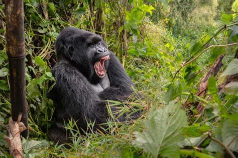 Gorilla Teeth: Their Size and How They Compare with Human Teeth - IMP WORLD