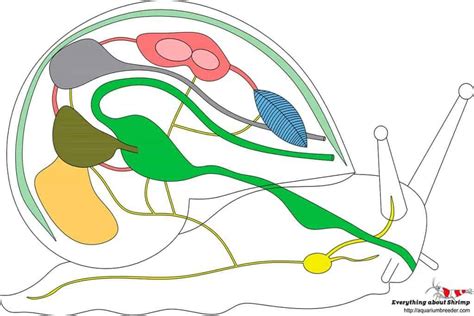 Snails Internal Anatomy - Shrimp and Snail Breeder