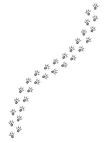 Vector Black Rat Mouse Foot Print Path Stock Illustration - Download Image Now - iStock