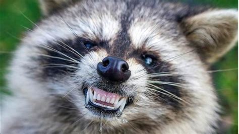 'Zombie raccoons' infected with distemper reported across the U.S. - ABC13 Houston