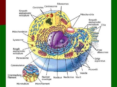 Chapter 3--CELLS