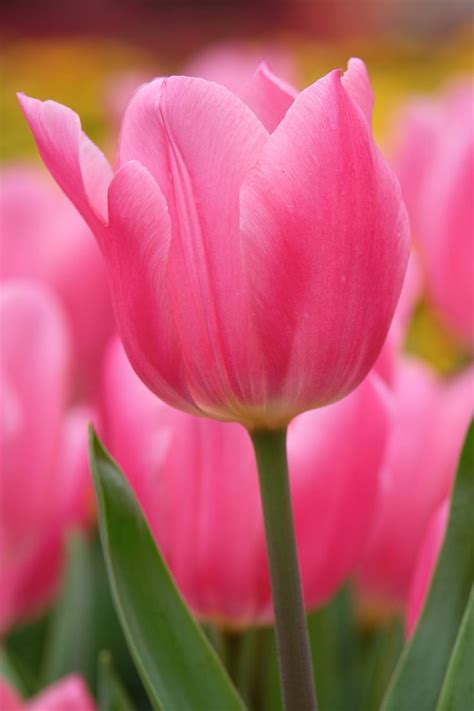 pink tulips are blooming in the garden