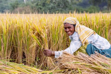 India: First rice harvest at new farmland a success; education ...