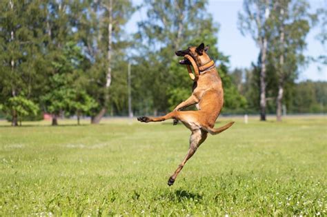 How To Train A Belgian Malinois - 10 Expert Tips | Hepper