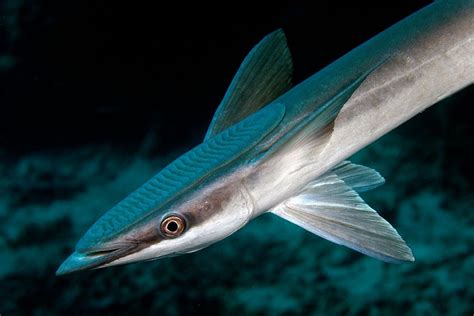 FISH 0058 Echeneis naucrates Sharksucker or remora, Taveuni | Animal ...