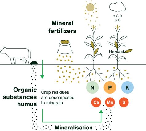 Types of fertilizer - Fertilizers Europe