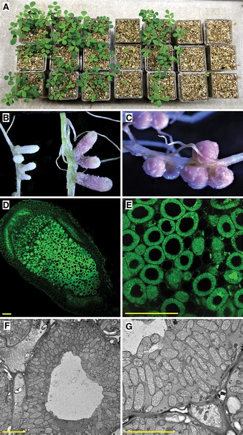 Rhizobium Bacteria Structure