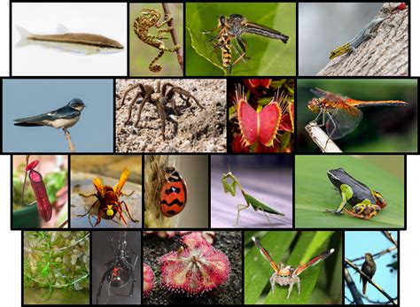 Insectivorous Non-Mammals Quiz - By Tasi