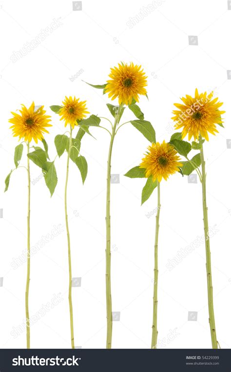 Five Long Stem Sunflower On White Stock Photo 54229399 : Shutterstock