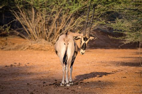 Visiting Decan wildlife refuge in Djibouti | Atlas & Boots