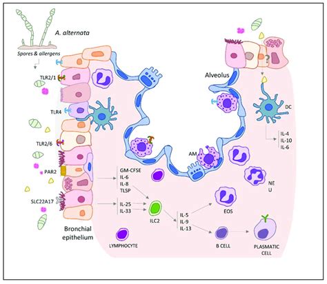 Immune responses induced in airway epithelium by Alternaria alternata.... | Download Scientific ...