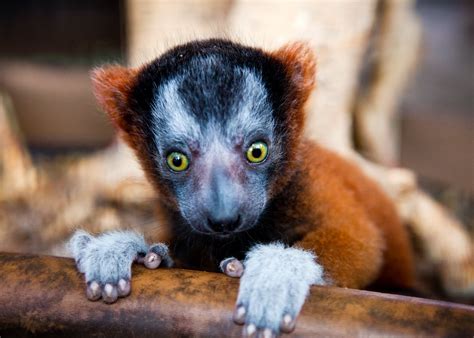 TPA Quick Take: BABY LEMURS BORN AT BUSCH GARDENS