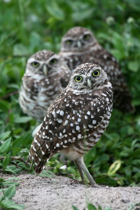 Owls