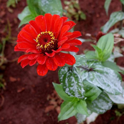 Zinnia peruviana | Zinnia peruviana L. ASTERACEAE Origem: Ar… | Flickr