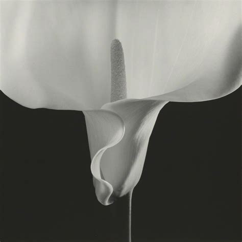 Robert Mapplethorpe was born in 1946 in Queens, NY.