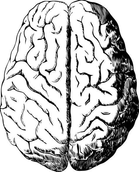 Human Brain Free Stock Photo - Public Domain Pictures