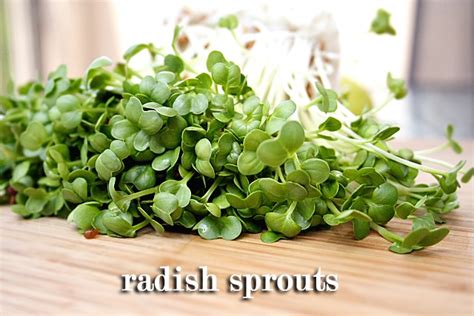 radish sprouts | barfblog