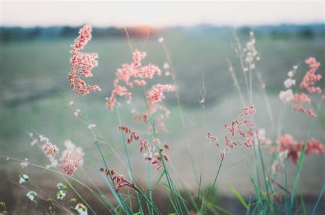 Wallpaper ID: 229774 / close up of a pink grass with tiny pink flowers ...