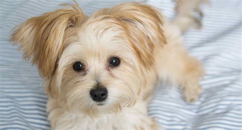 Morkie - The Maltese Yorkshire Terrier Mix