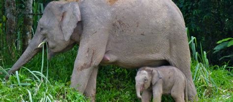 The Borneo Pygmy Elephant | Critter Science