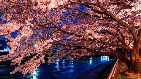 Hd Sakura Tree Live Wallpaper - Cherry Blossoms Desktop Backgrounds Hd ...