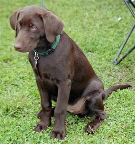 File:Labrador Retriever (Chocolate Puppy).jpg - Wikimedia Commons