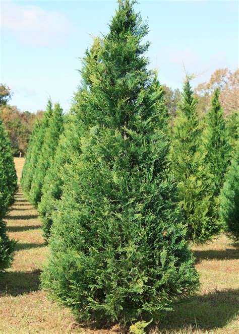 Decorate for Christmas with Mississippi trees | Mississippi State ...