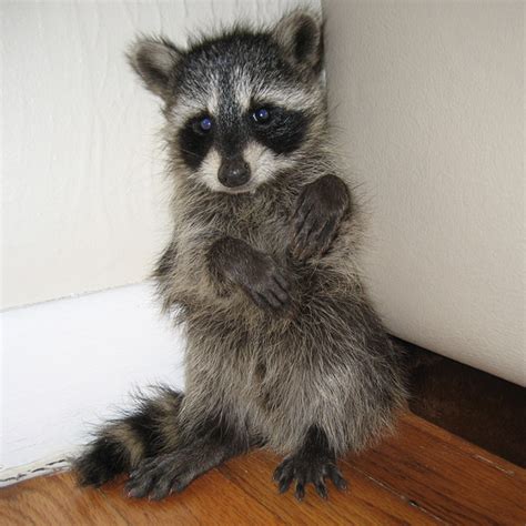 Baby Raccoon : aww