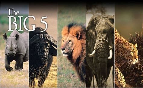 Big Five Safari – Get Close To See Africa's Big Five Safari Animals | Big 5, Safari animals, Africa