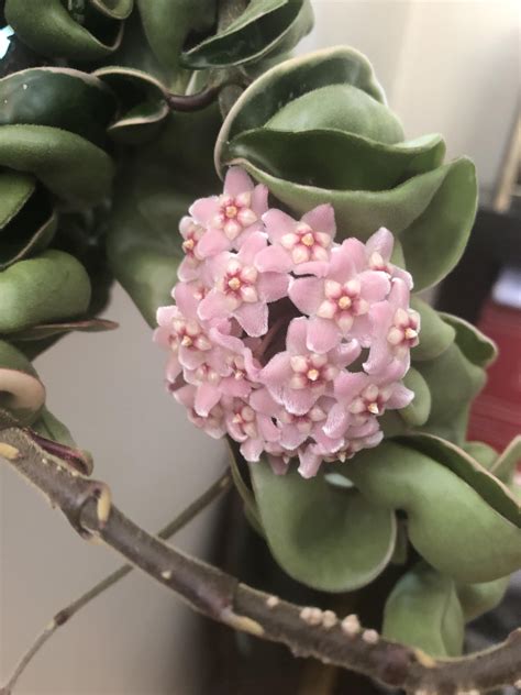 Blooming Hoya! : r/plants