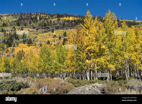 Pando aspen grove hi-res stock photography and images - Alamy