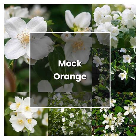 How to Grow Mock Orange - Plant Care & Tips | NorwichGardener