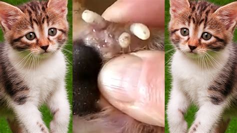 Monster Mango worms attack On puppy | Mango worms Removal In Puppy #52 - YouTube