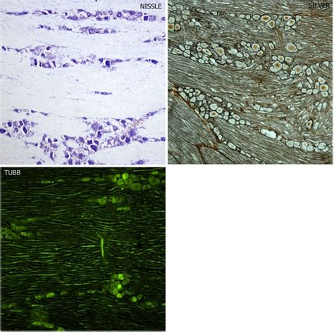 Rat trigeminal ganglion histology | neurolab.Log