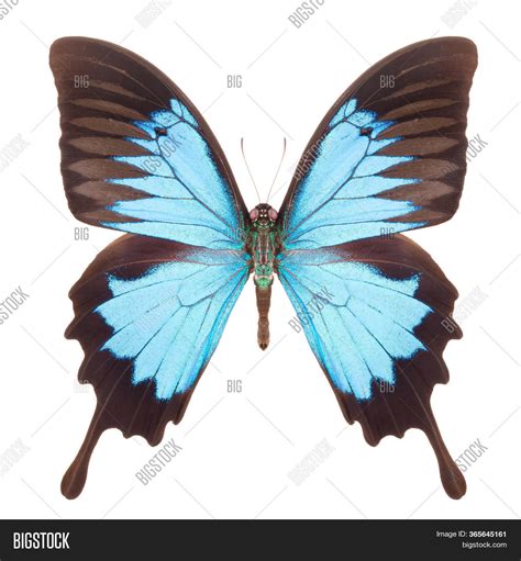 Blue Emperor Butterfly Image & Photo (Free Trial) | Bigstock