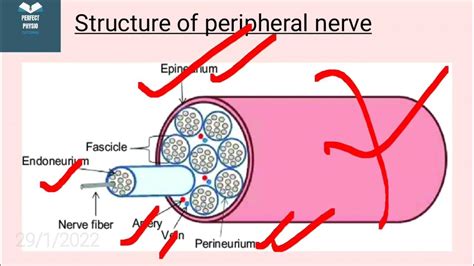 NERVE INJURY (BASIC CONCEPTS OF NEUROPRAXIA , AXONOTMESIS & NEUROTMESIS ...