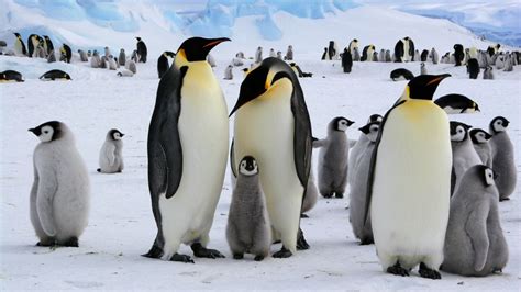 Emperor penguins at risk of extinction due to climate crisis | CNN