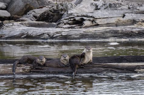 River Otters in Redwood National Park, California - Anne McKinnell ...