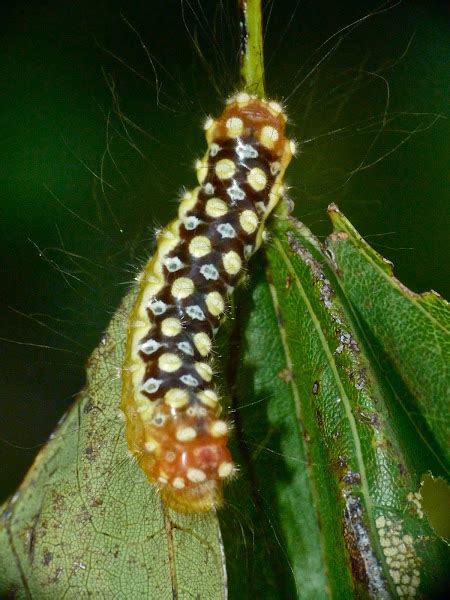 White flannel moth caterpillar | Project Noah