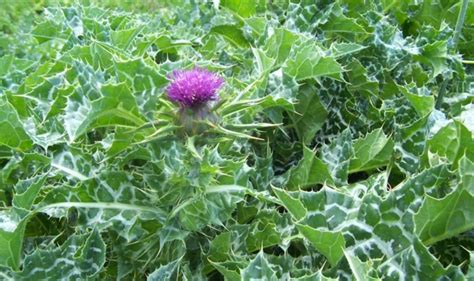 Milk Thistle (Silybum marianum) Benefits, Side Effects, & Silymarin Uses + Research Findings ...