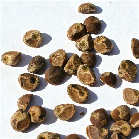 Hawaiian Baby Woodrose Seeds (Argyreia nervosa) - Preț: €2.35