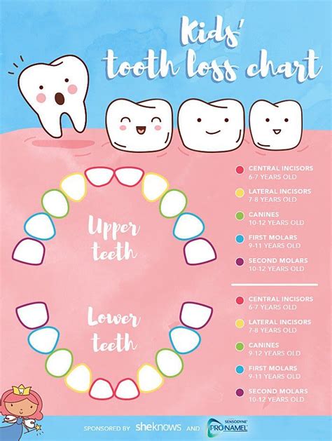 A timeline for your child's tooth loss | Kids teeth, Kids teeth chart, Baby tooth chart